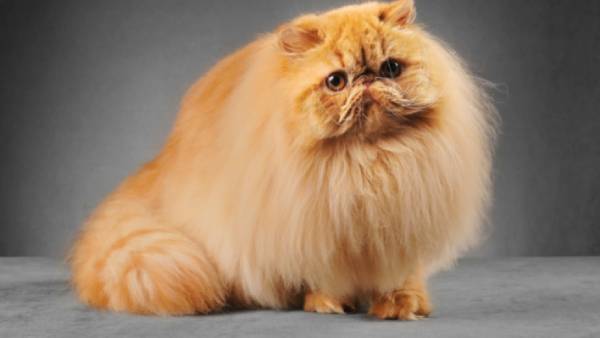 அமெரிக்கா 