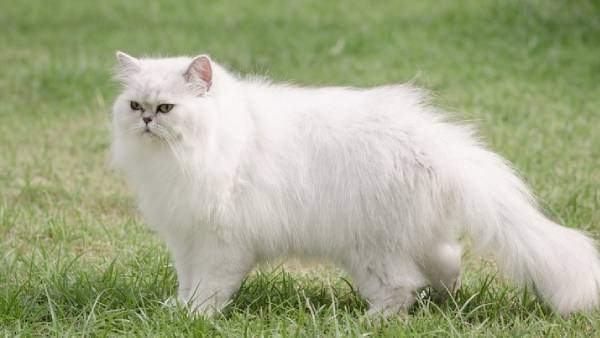 பூனையின் விலை 