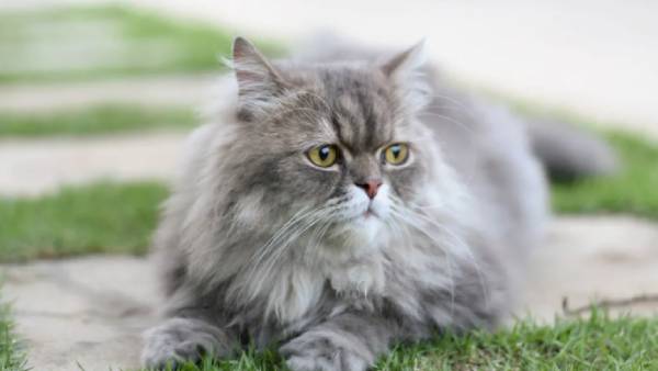 பெர்சியன் கேட் 