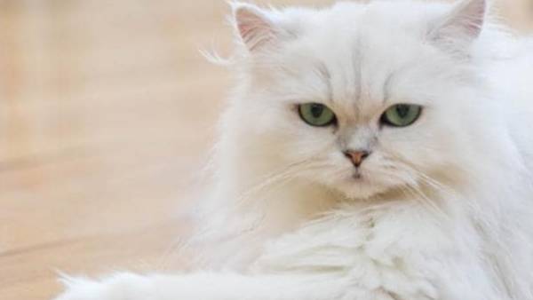 பாரசீக பூனை 