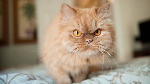 விசிட்டிங் கார்டு 