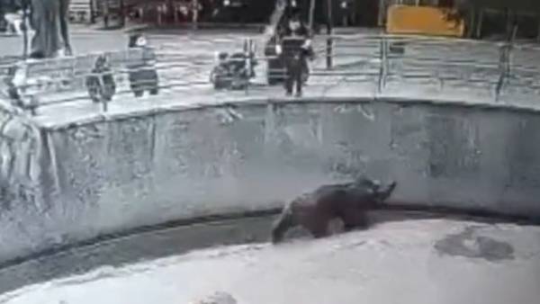  கரடி குழிக்குள் குழந்தையை வீசிய தாய் 