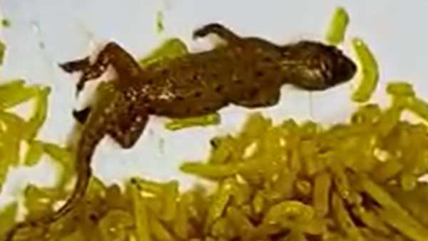  மட்டன் பிரியாணி 