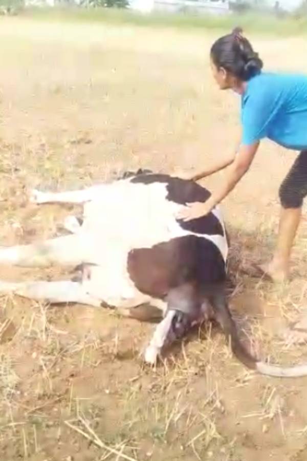 பசு மாடு பசு மாடு