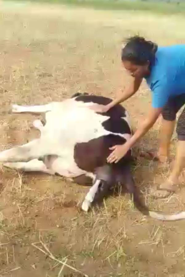 கன்று ஈன்ற பசு கன்று ஈன்ற பசு