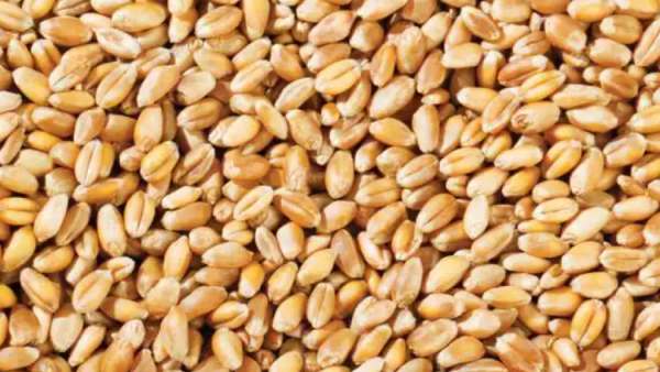  கோதுமை விலை உயர்வு