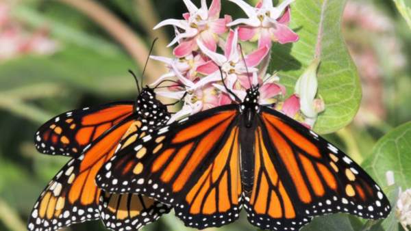  240 பட்டாம்பூச்சி இனங்கள் 