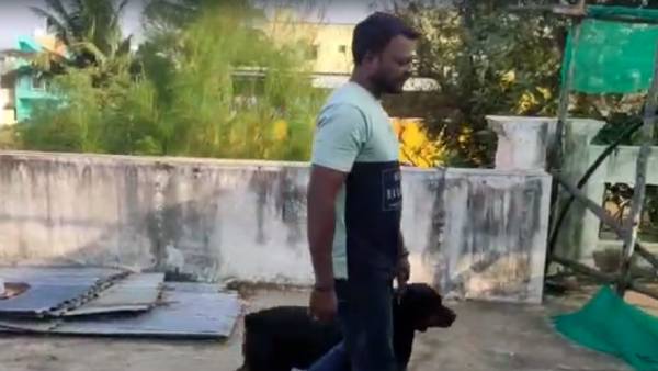 ராட்வீலர் நாய்கள் 