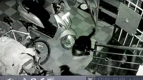 கண்ணாடி விரியன் பாம்பு 