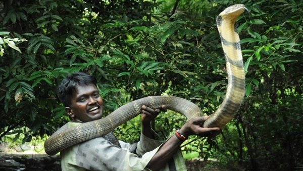 பாம்பு பிடித்தல் 