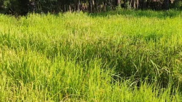 Tamilnadu Vedaranya couple conserving 1250 traditional paddy varieties Tamilnadu Vedaranya couple conserving 1250 traditional paddy varieties