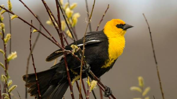 நிபுணர்கள் விளக்கம் 