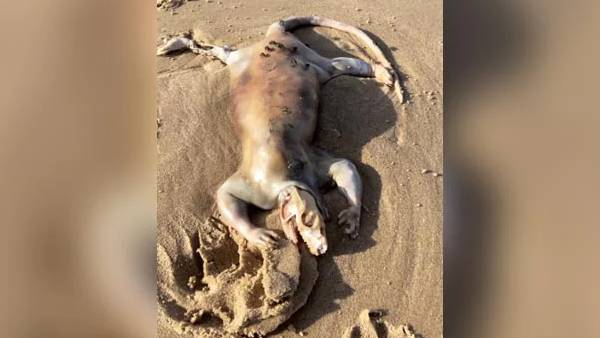 மர்ம உயிரினம் 