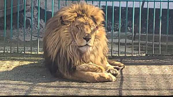 சிங்கம் சிங்கம்