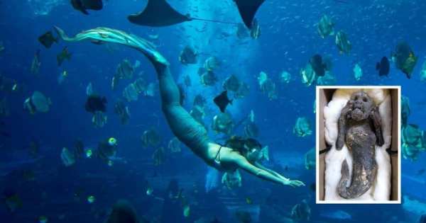 வால் பகுதி