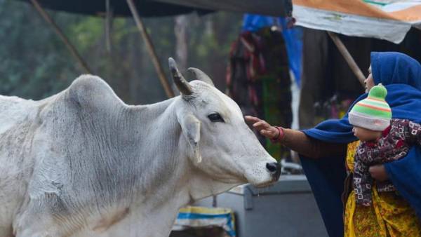 ஒரு கிலோ மாட்டுச் சாணம் ரூ.1.50 ஒரு கிலோ மாட்டுச் சாணம் ரூ.1.50