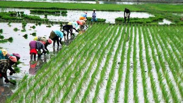 முதல்நிலை வேளாண்மையை மாற்றியமைத்தல் முதல்நிலை வேளாண்மையை மாற்றியமைத்தல்