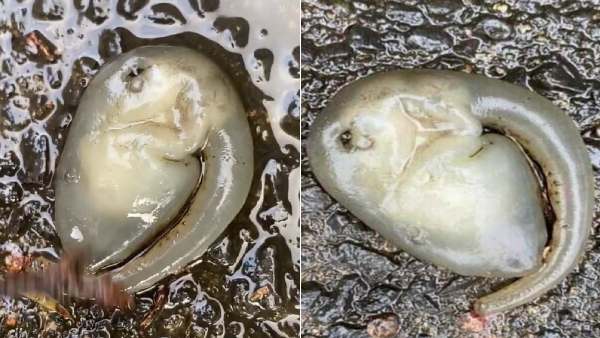 முட்டை வடிவில் 