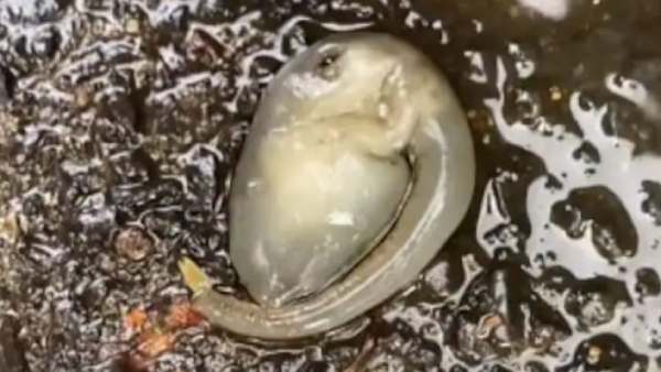 என்னவாக இருக்கும்? 