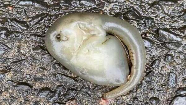 தும்பிக்கை 