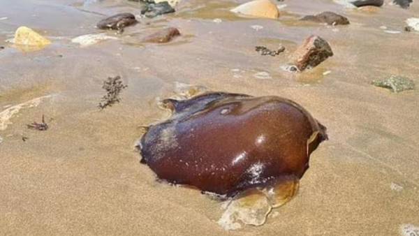 விசித்திர உணர்வு 