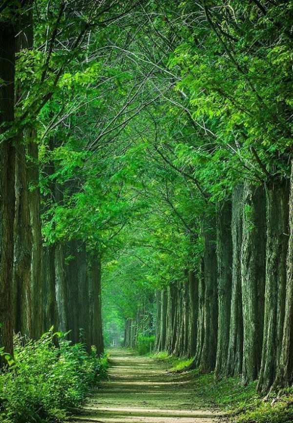 பசுமை மாநிலம் 