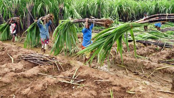 விவசாய சங்கங்கள்