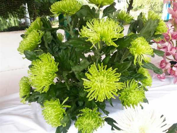 தேதிகள் அறிவிப்பு தேதிகள் அறிவிப்பு