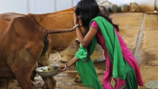 மாட்டுச்சாண பெட்டியுடன் பட்ஜெட் மாட்டுச்சாண பெட்டியுடன் பட்ஜெட்