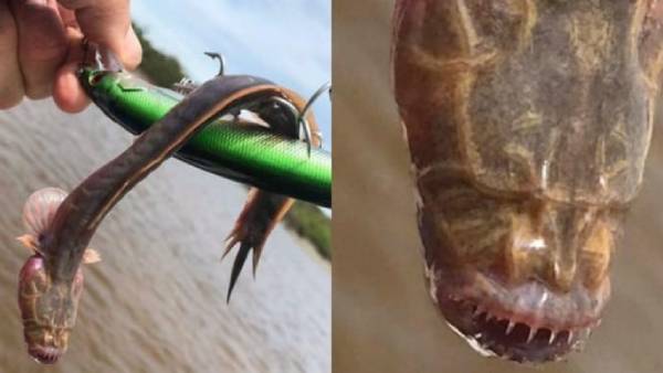 ஆஸ்திரேலியாவில் பரபரப்பு 