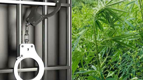 கஞ்சா பறிமுதல் 