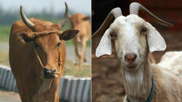  ஆடு, மாடு