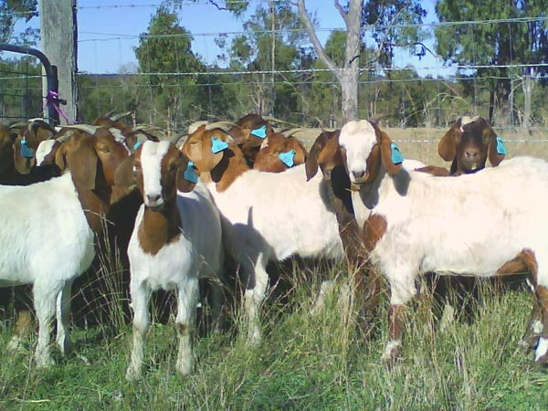 ஆடு, கோழி வளர்ப்பு ஆடு, கோழி வளர்ப்பு