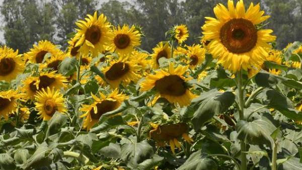  சோயா எண்ணெய் 