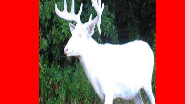 மான் வயிற்றில் 7 கிலோ பிளாஸ்டிக் 