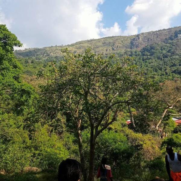 நோய் தீர்க்கும் மூலிகை வனம் சதுரகிரி 