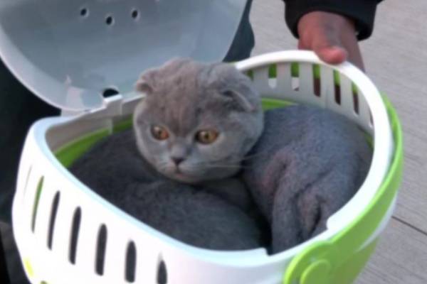 Dharmapuri student who came to India with a pet cat from Ukraine 