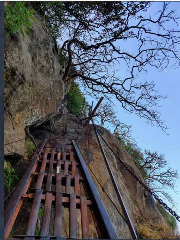 நாய்கள் துணை நாய்கள் துணை