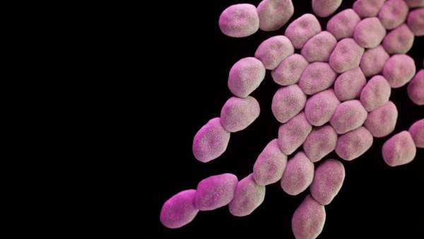 வைரஸ்கள் 