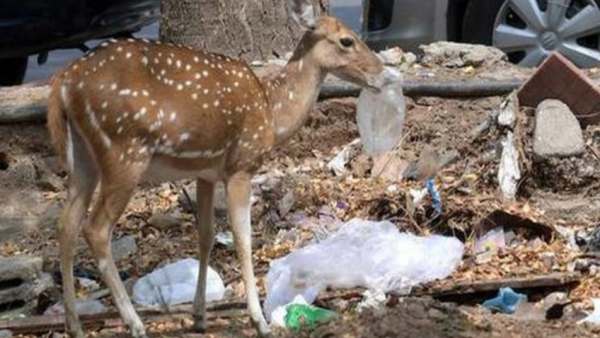 மான்கள் வேட்டையா? 