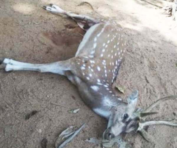 ஆந்தராக்ஸ் நோயால் மரணம் 