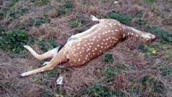  நாய்கள் மூலம் நோய் பரவல் 