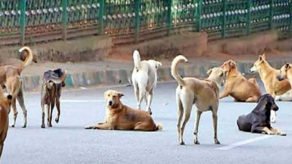 ஐஐடி வளாகத்தில் நாய்கள் 