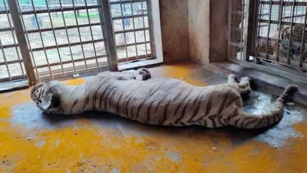 கோளாறு கோளாறு