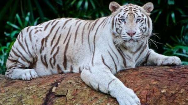 உடல்நலக்குறைவு உடல்நலக்குறைவு