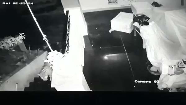  வனவிலங்குகள் 