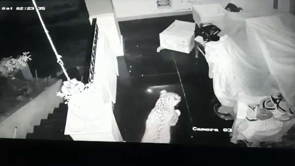 நடமாடிய காட்சி 