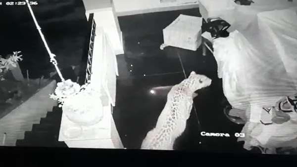 வீடியோ வைரல் 