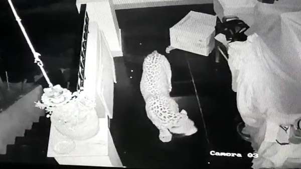 இரை தேடி வந்த சிறுத்தை 