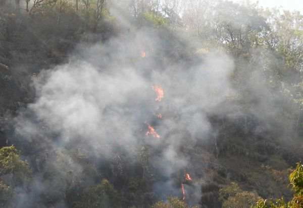 கொடைக்கானலில் காட்டுத்தீ 